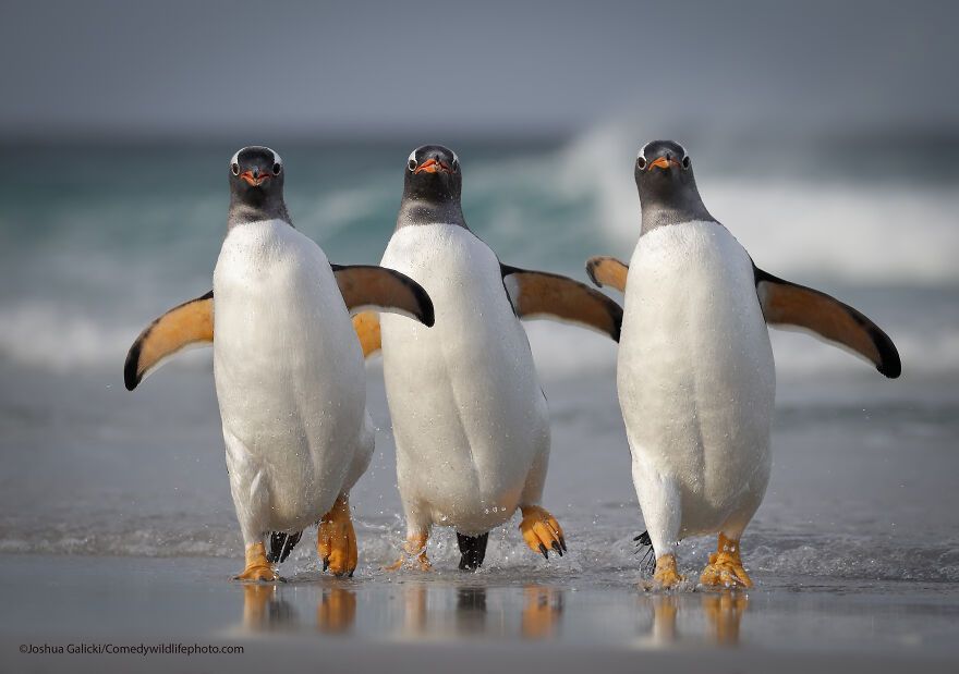 The 2021 Comedy Wildlife Photography Awards Have Just Announced Their Finalists, And Here Are 40 Of The Funniest Photos To Crack You Up