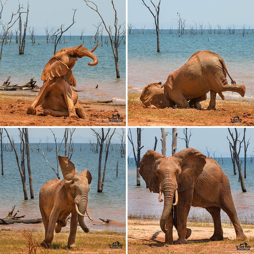 The 2021 Comedy Wildlife Photography Awards Have Just Announced Their Finalists, And Here Are 40 Of The Funniest Photos To Crack You Up