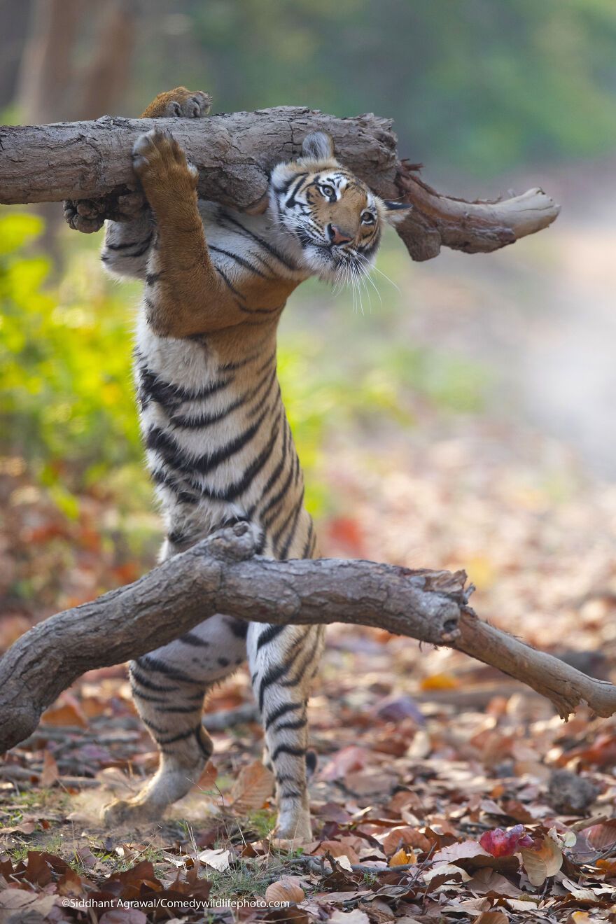 The 2021 Comedy Wildlife Photography Awards Have Just Announced Their Finalists, And Here Are 40 Of The Funniest Photos To Crack You Up
