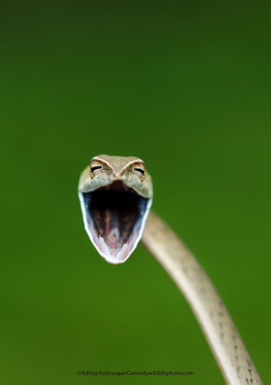 The 2021 Comedy Wildlife Photography Awards Have Just Announced Their Finalists, And Here Are 40 Of The Funniest Photos To Crack You Up