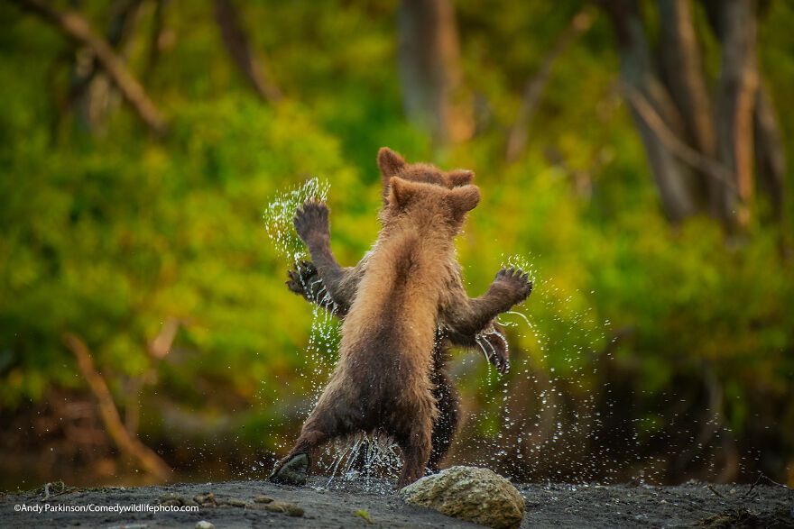 The 2021 Comedy Wildlife Photography Awards Have Just Announced Their Finalists, And Here Are 40 Of The Funniest Photos To Crack You Up