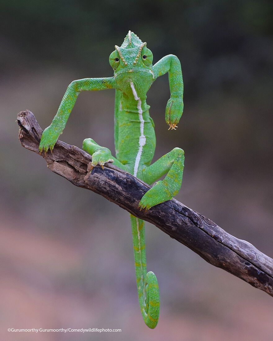 The 2021 Comedy Wildlife Photography Awards Have Just Announced Their Finalists, And Here Are 40 Of The Funniest Photos To Crack You Up