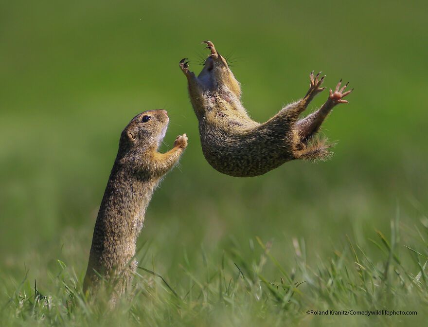The 2021 Comedy Wildlife Photography Awards Have Just Announced Their Finalists, And Here Are 40 Of The Funniest Photos To Crack You Up