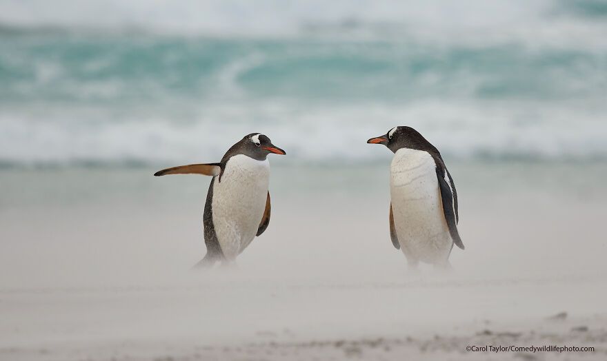 The 2021 Comedy Wildlife Photography Awards Have Just Announced Their Finalists, And Here Are 40 Of The Funniest Photos To Crack You Up