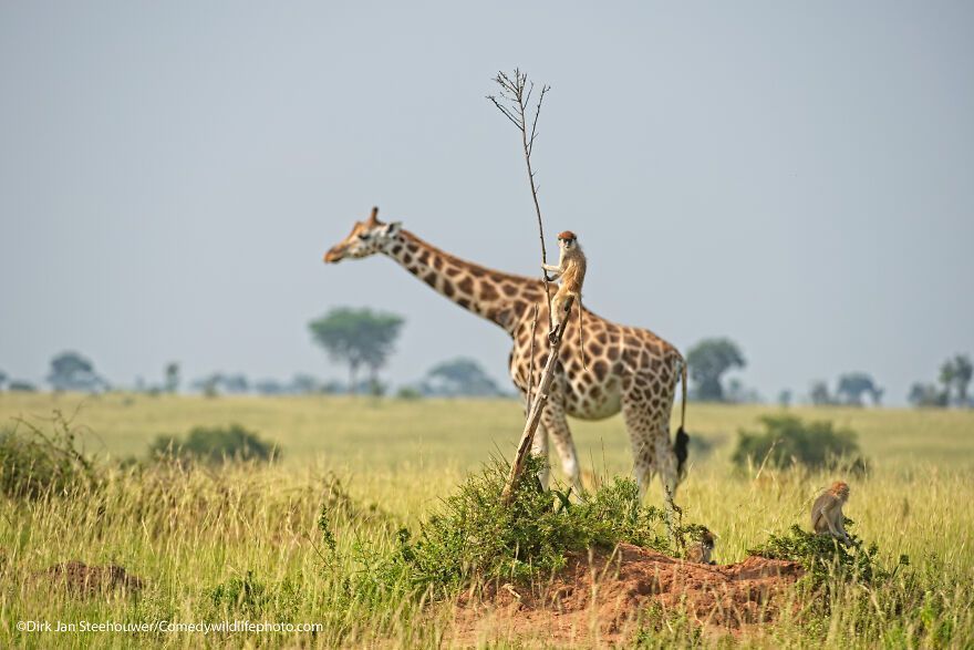 The 2021 Comedy Wildlife Photography Awards Have Just Announced Their Finalists, And Here Are 40 Of The Funniest Photos To Crack You Up
