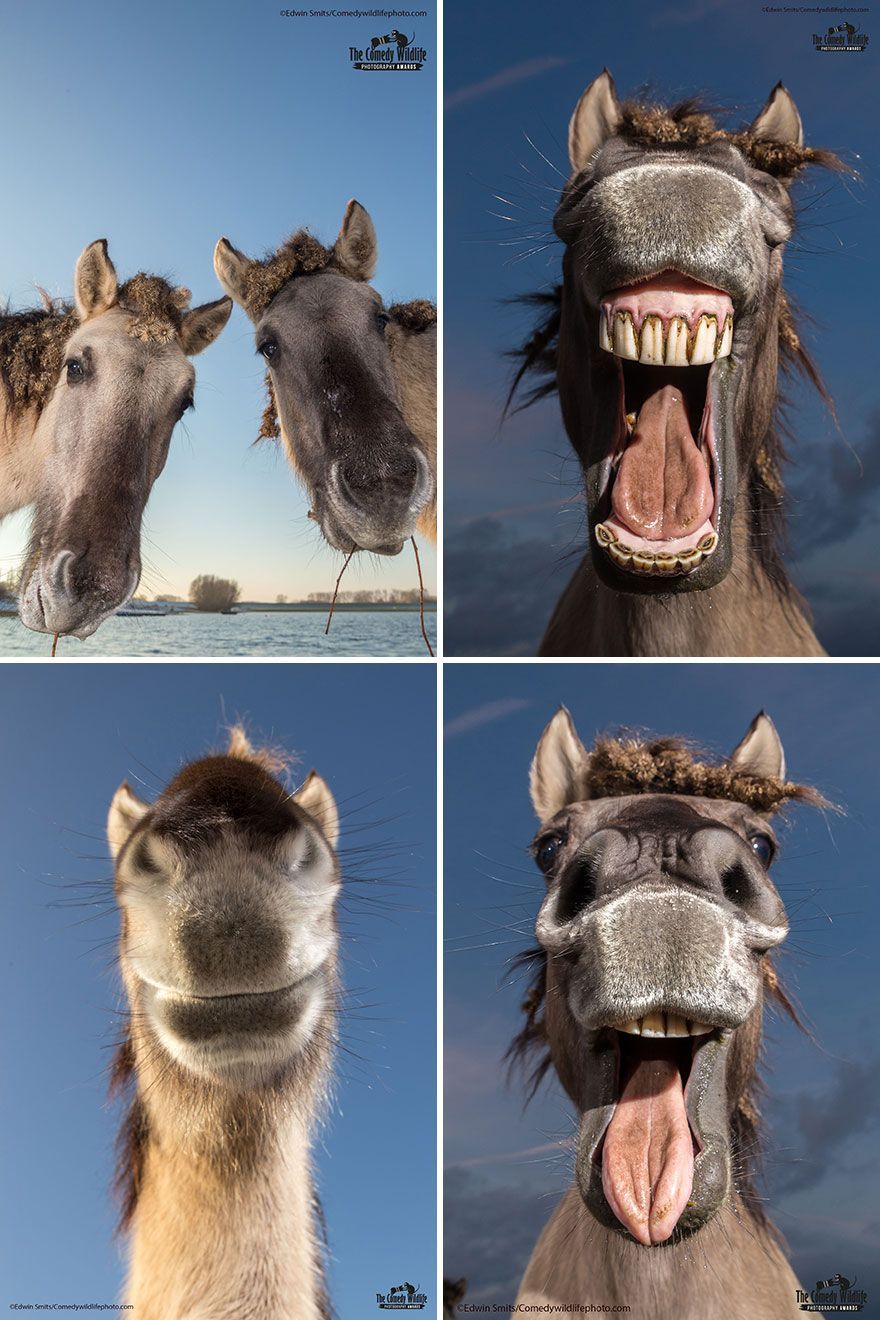 The 2021 Comedy Wildlife Photography Awards Have Just Announced Their Finalists, And Here Are 40 Of The Funniest Photos To Crack You Up