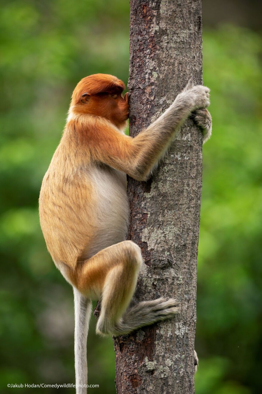 The 2021 Comedy Wildlife Photography Awards Have Just Announced Their Finalists, And Here Are 40 Of The Funniest Photos To Crack You Up