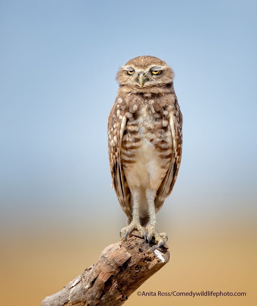 The 2021 Comedy Wildlife Photography Awards Have Just Announced Their Finalists, And Here Are 40 Of The Funniest Photos To Crack You Up