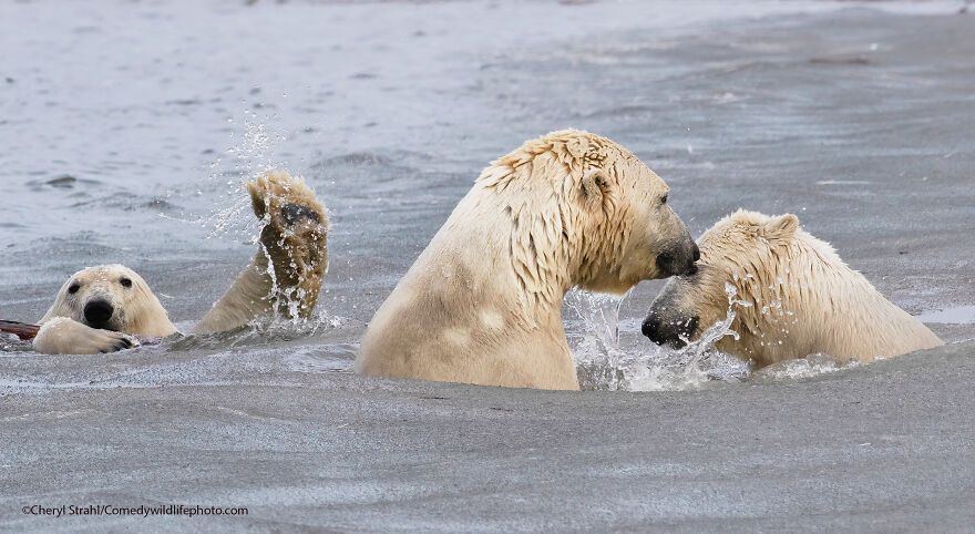The 2021 Comedy Wildlife Photography Awards Have Just Announced Their Finalists, And Here Are 40 Of The Funniest Photos To Crack You Up