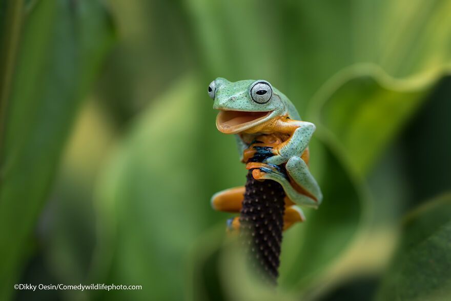 The 2021 Comedy Wildlife Photography Awards Have Just Announced Their Finalists, And Here Are 40 Of The Funniest Photos To Crack You Up