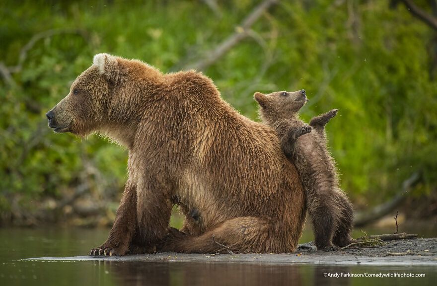 The 2021 Comedy Wildlife Photography Awards Have Just Announced Their Finalists, And Here Are 40 Of The Funniest Photos To Crack You Up