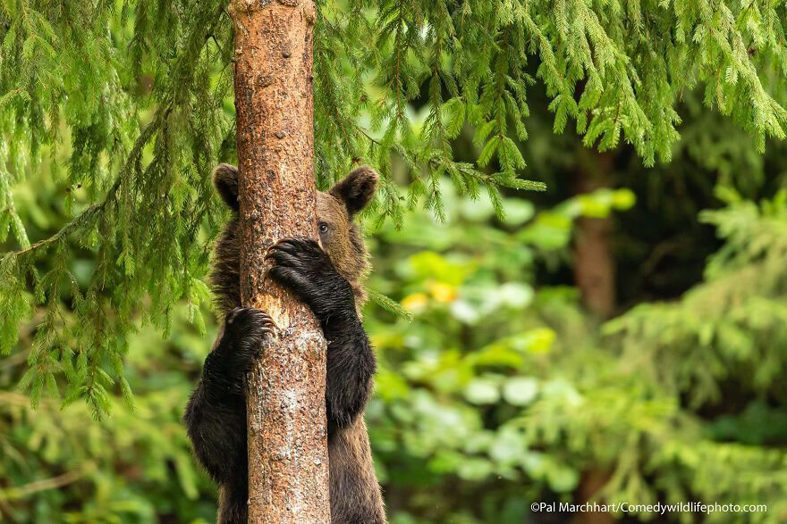 The 2021 Comedy Wildlife Photography Awards Have Just Announced Their Finalists, And Here Are 40 Of The Funniest Photos To Crack You Up