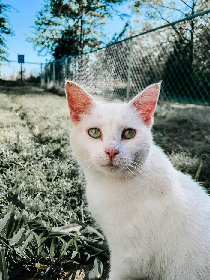 Une Femme Enceinte Et Un Chat Accouchent En Meme Temps Apres Avoir Trouve Le Chat Enceinte Et Favorise Son Entretien Avec Le Proprietaire