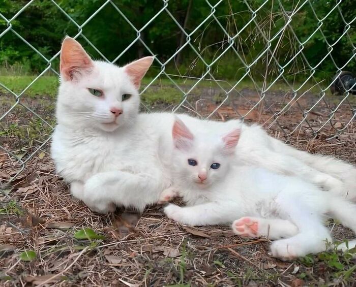 Une Femme Enceinte Et Un Chat Accouchent En Meme Temps Apres Avoir Trouve Le Chat Enceinte Et Favorise Son Entretien Avec Le Proprietaire