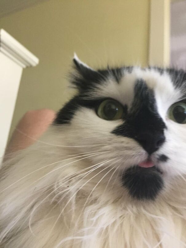 These 41 Cats Are Winning People’s Hearts By Blepping In The Most Adorable Way, Shared By Owners In This Online Group