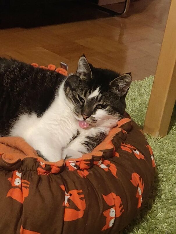 These 41 Cats Are Winning People’s Hearts By Blepping In The Most Adorable Way, Shared By Owners In This Online Group