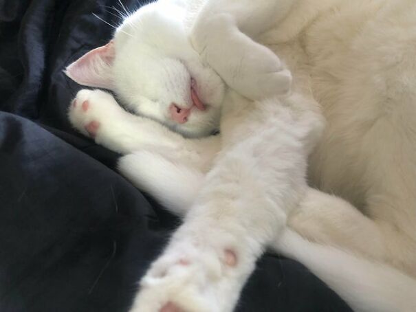 These 41 Cats Are Winning People’s Hearts By Blepping In The Most Adorable Way, Shared By Owners In This Online Group