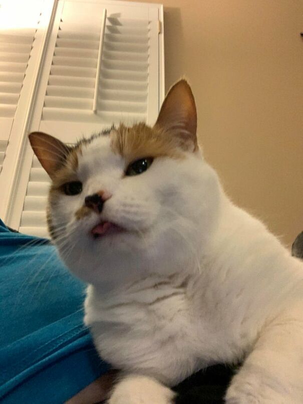 These 41 Cats Are Winning People’s Hearts By Blepping In The Most Adorable Way, Shared By Owners In This Online Group
