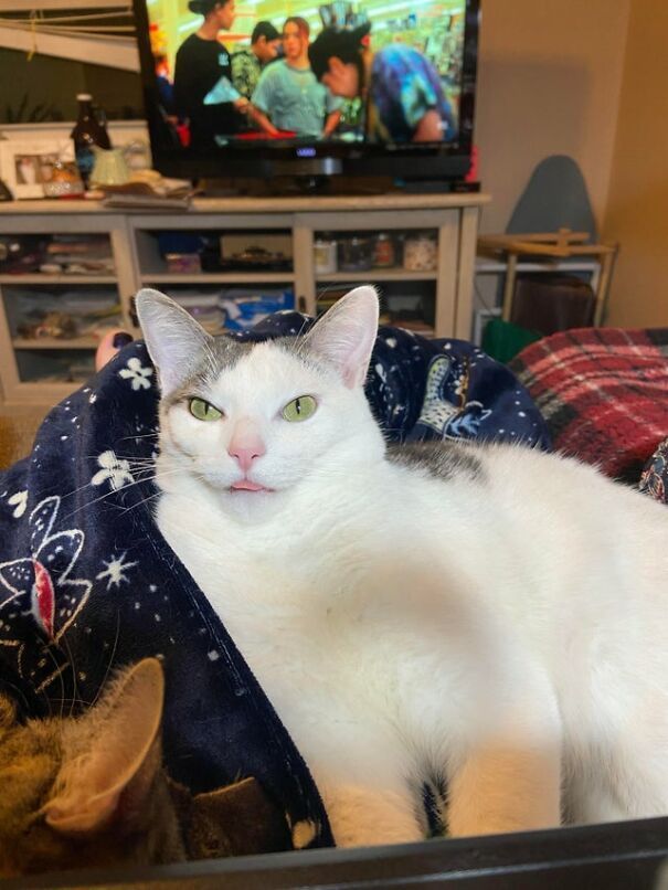 These 41 Cats Are Winning People’s Hearts By Blepping In The Most Adorable Way, Shared By Owners In This Online Group