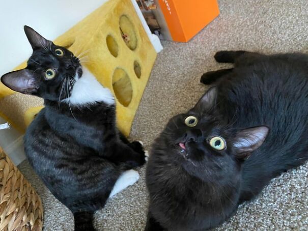 These 41 Cats Are Winning People’s Hearts By Blepping In The Most Adorable Way, Shared By Owners In This Online Group