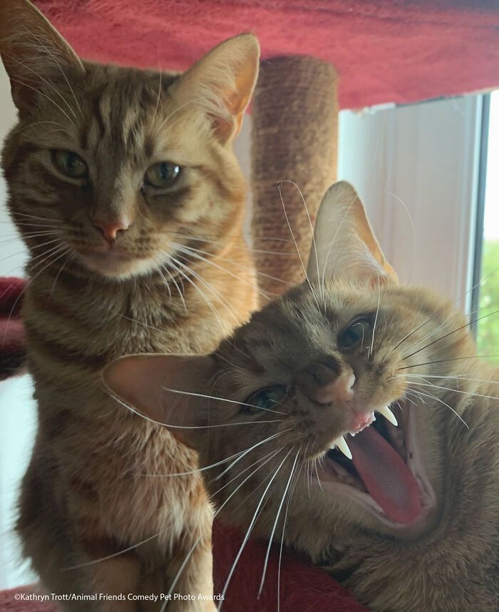 If You’re Having A Bad Day, These Finalists From Comedy Pet Photography Awards 2021 Are Bound To Make It Better (35 Pics)