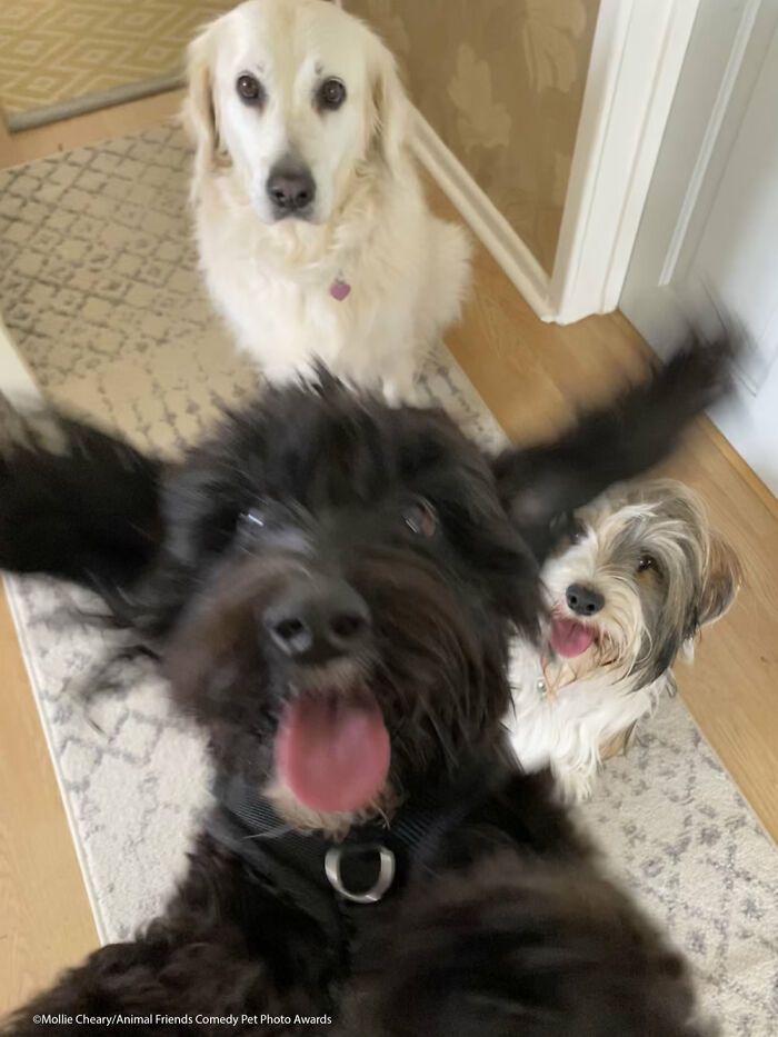 If You’re Having A Bad Day, These Finalists From Comedy Pet Photography Awards 2021 Are Bound To Make It Better (35 Pics)