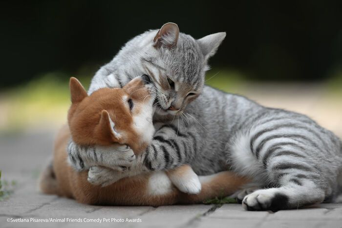 If You’re Having A Bad Day, These Finalists From Comedy Pet Photography Awards 2021 Are Bound To Make It Better (35 Pics)