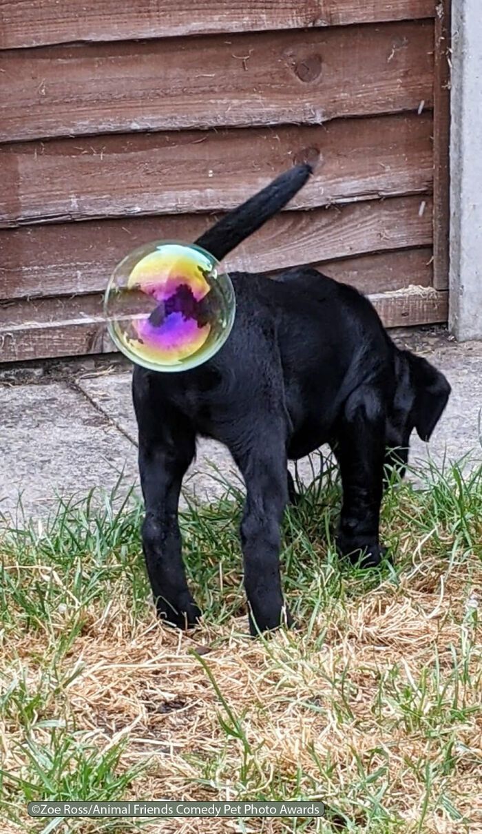 If You’re Having A Bad Day, These Finalists From Comedy Pet Photography Awards 2021 Are Bound To Make It Better (35 Pics)