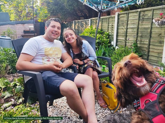 If You’re Having A Bad Day, These Finalists From Comedy Pet Photography Awards 2021 Are Bound To Make It Better (35 Pics)