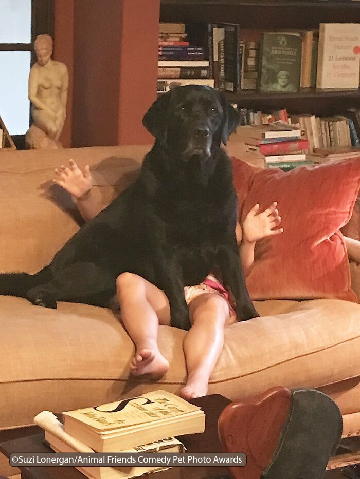 If You’re Having A Bad Day, These Finalists From Comedy Pet Photography Awards 2021 Are Bound To Make It Better (35 Pics)