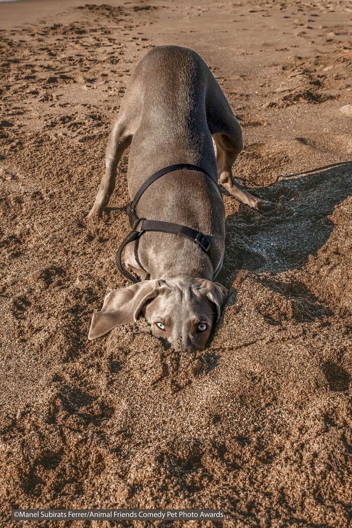 If You’re Having A Bad Day, These Finalists From Comedy Pet Photography Awards 2021 Are Bound To Make It Better (35 Pics)