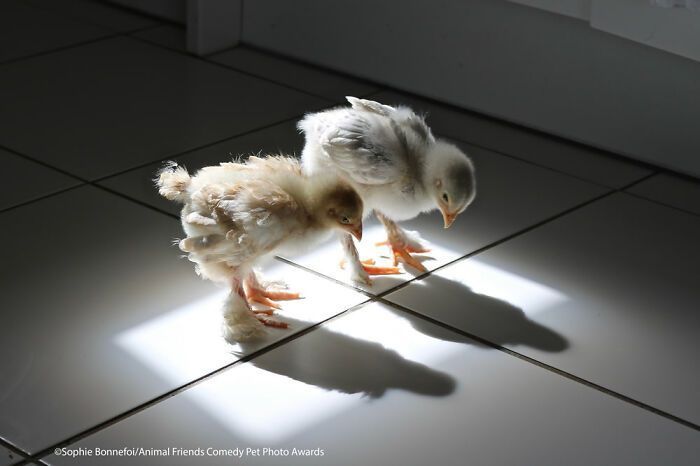 If You’re Having A Bad Day, These Finalists From Comedy Pet Photography Awards 2021 Are Bound To Make It Better (35 Pics)