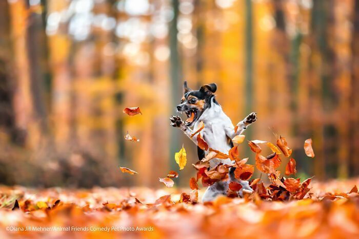If You’re Having A Bad Day, These Finalists From Comedy Pet Photography Awards 2021 Are Bound To Make It Better (35 Pics)