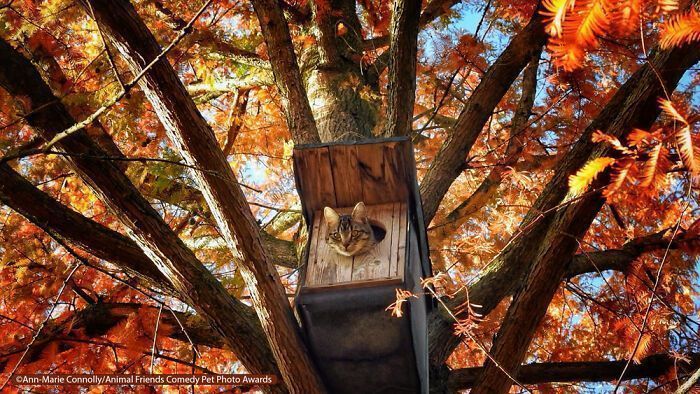 If You’re Having A Bad Day, These Finalists From Comedy Pet Photography Awards 2021 Are Bound To Make It Better (35 Pics)