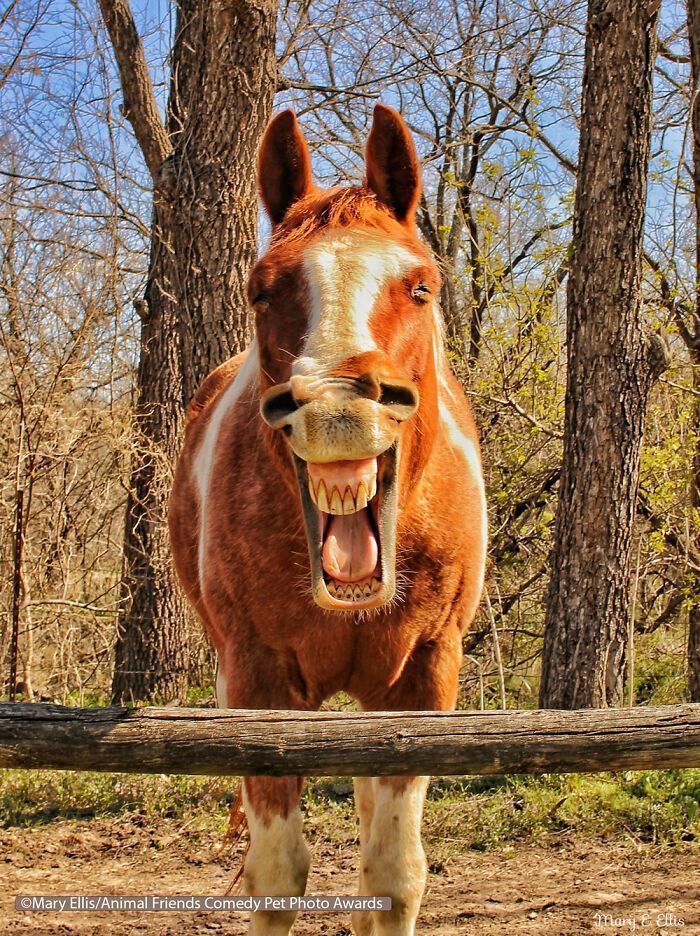 If You’re Having A Bad Day, These Finalists From Comedy Pet Photography Awards 2021 Are Bound To Make It Better (35 Pics)
