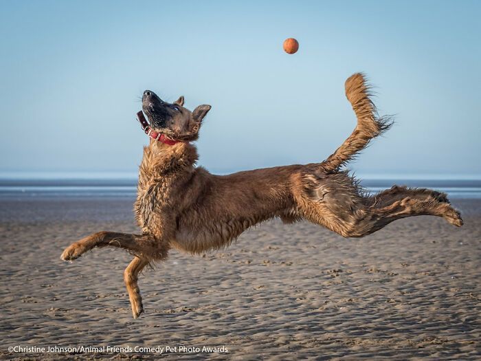 If You’re Having A Bad Day, These Finalists From Comedy Pet Photography Awards 2021 Are Bound To Make It Better (35 Pics)