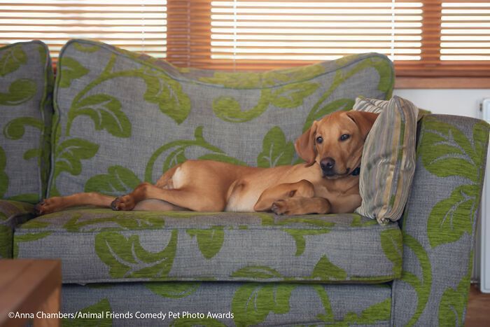 If You’re Having A Bad Day, These Finalists From Comedy Pet Photography Awards 2021 Are Bound To Make It Better (35 Pics)