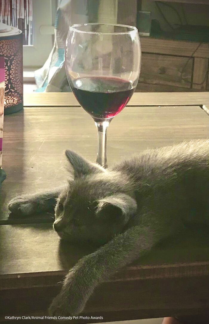 If You’re Having A Bad Day, These Finalists From Comedy Pet Photography Awards 2021 Are Bound To Make It Better (35 Pics)