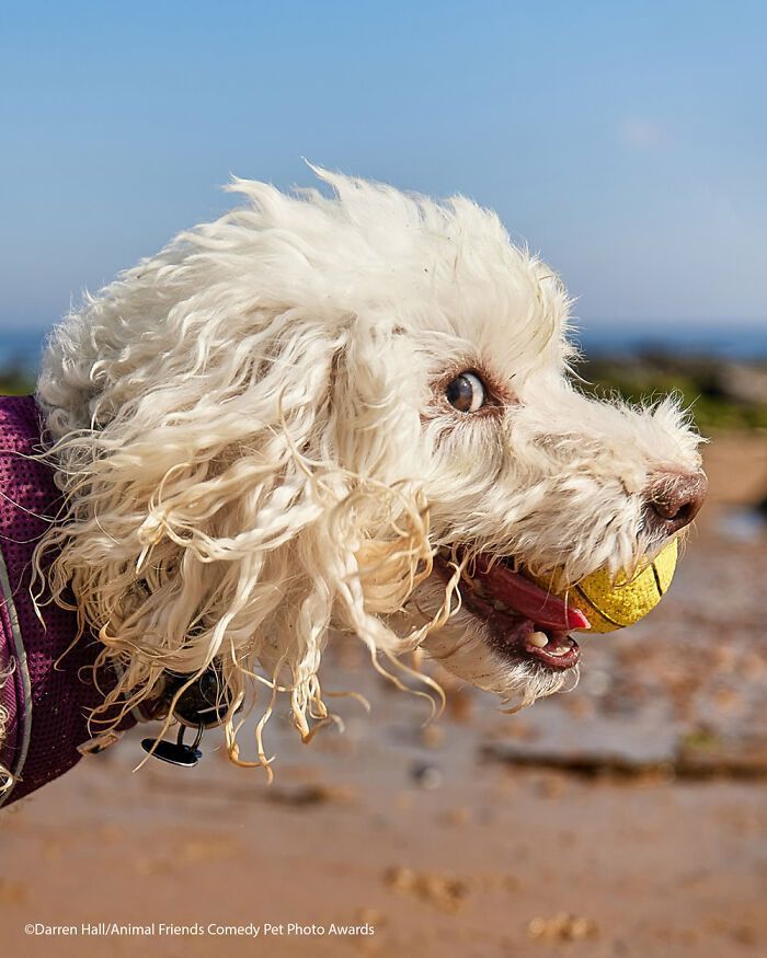 If You’re Having A Bad Day, These Finalists From Comedy Pet Photography Awards 2021 Are Bound To Make It Better (35 Pics)