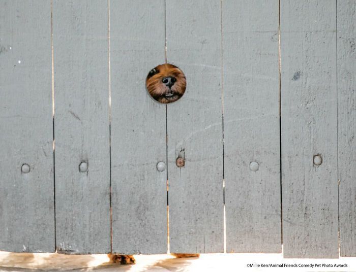 If You’re Having A Bad Day, These Finalists From Comedy Pet Photography Awards 2021 Are Bound To Make It Better (35 Pics)