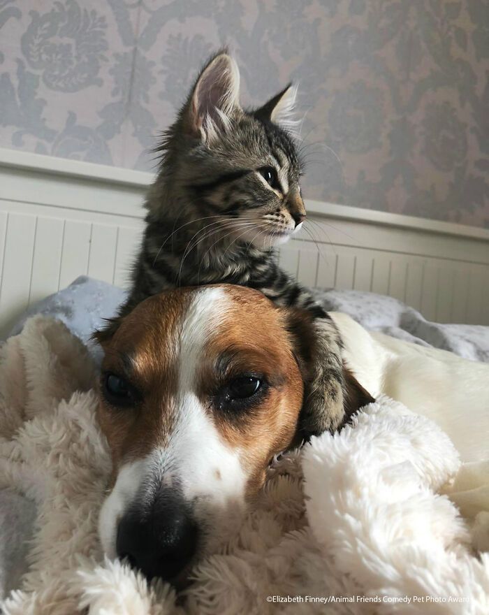 If You’re Having A Bad Day, These Finalists From Comedy Pet Photography Awards 2021 Are Bound To Make It Better (35 Pics)