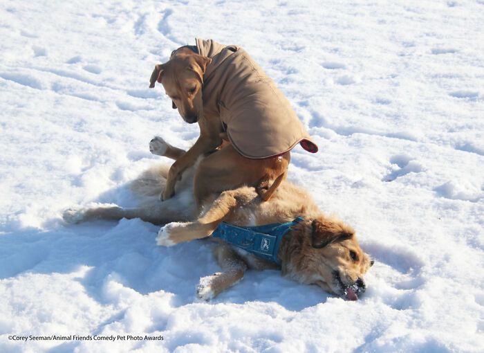 If You’re Having A Bad Day, These Finalists From Comedy Pet Photography Awards 2021 Are Bound To Make It Better (35 Pics)