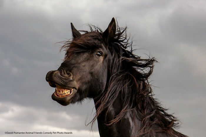 If You’re Having A Bad Day, These Finalists From Comedy Pet Photography Awards 2021 Are Bound To Make It Better (35 Pics)