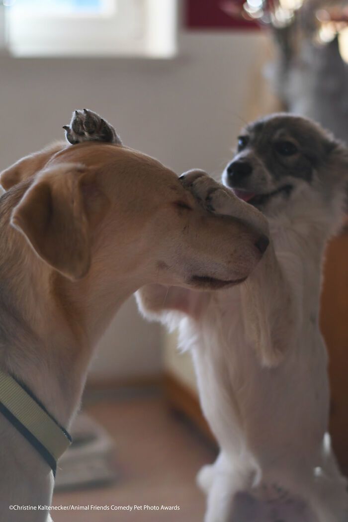 If You’re Having A Bad Day, These Finalists From Comedy Pet Photography Awards 2021 Are Bound To Make It Better (35 Pics)