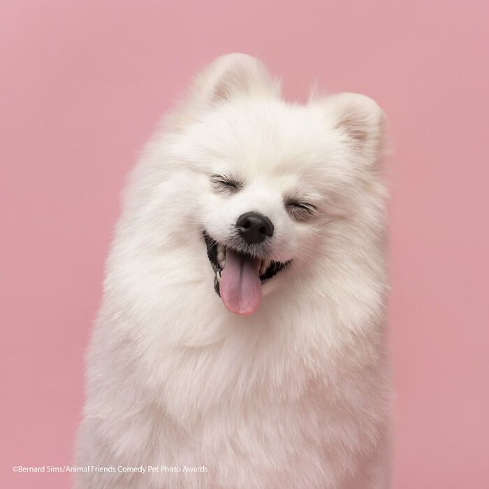 If You’re Having A Bad Day, These Finalists From Comedy Pet Photography Awards 2021 Are Bound To Make It Better (35 Pics)