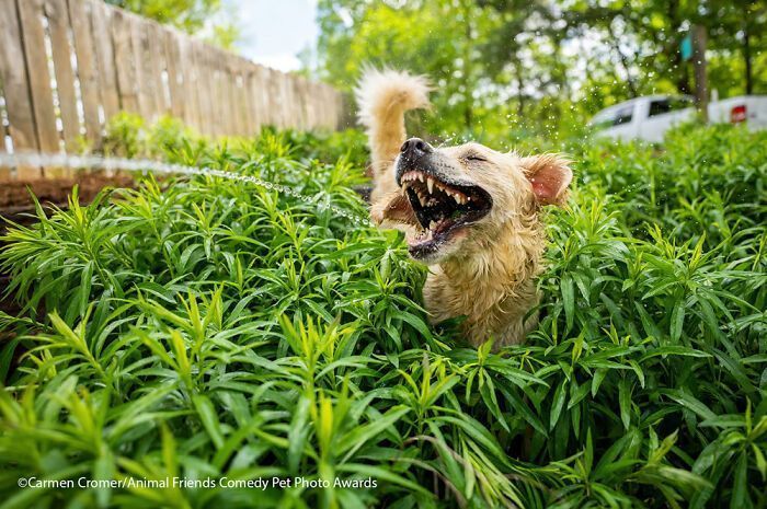 If You’re Having A Bad Day, These Finalists From Comedy Pet Photography Awards 2021 Are Bound To Make It Better (35 Pics)