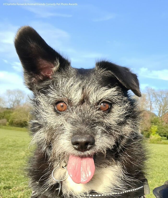 If You’re Having A Bad Day, These Finalists From Comedy Pet Photography Awards 2021 Are Bound To Make It Better (35 Pics)