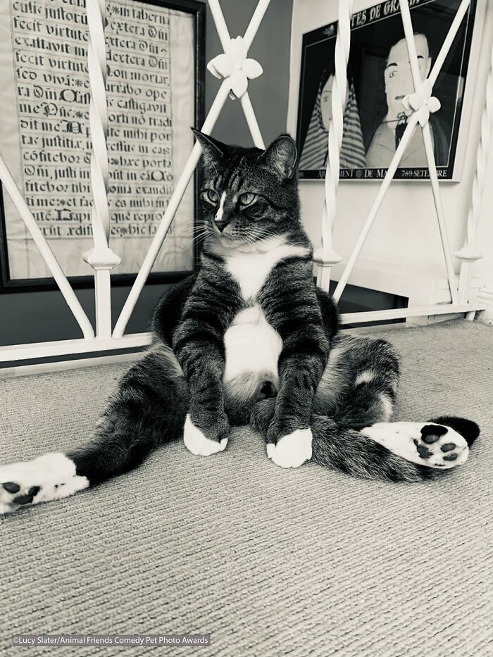 If You’re Having A Bad Day, These Finalists From Comedy Pet Photography Awards 2021 Are Bound To Make It Better (35 Pics)