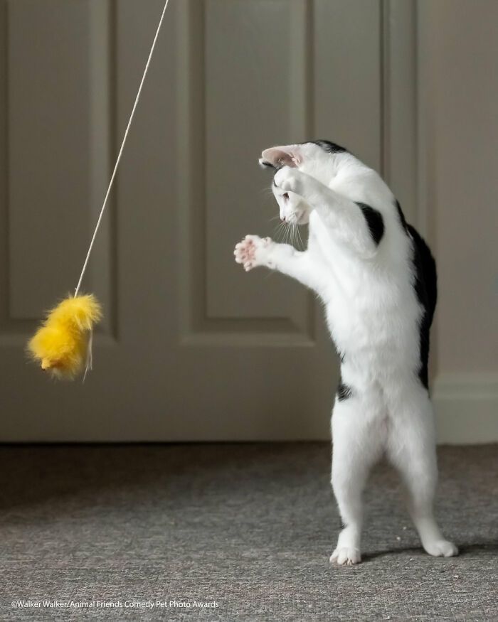 If You’re Having A Bad Day, These Finalists From Comedy Pet Photography Awards 2021 Are Bound To Make It Better (35 Pics)