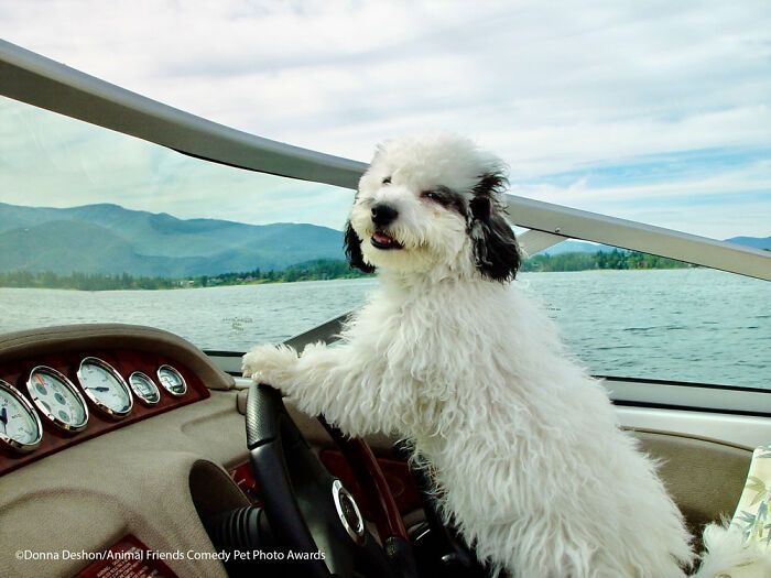 If You’re Having A Bad Day, These Finalists From Comedy Pet Photography Awards 2021 Are Bound To Make It Better (35 Pics)